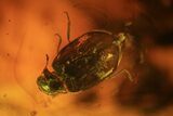 Three Fossil Beetles (Coleoptera) In Baltic Amber #73352-1